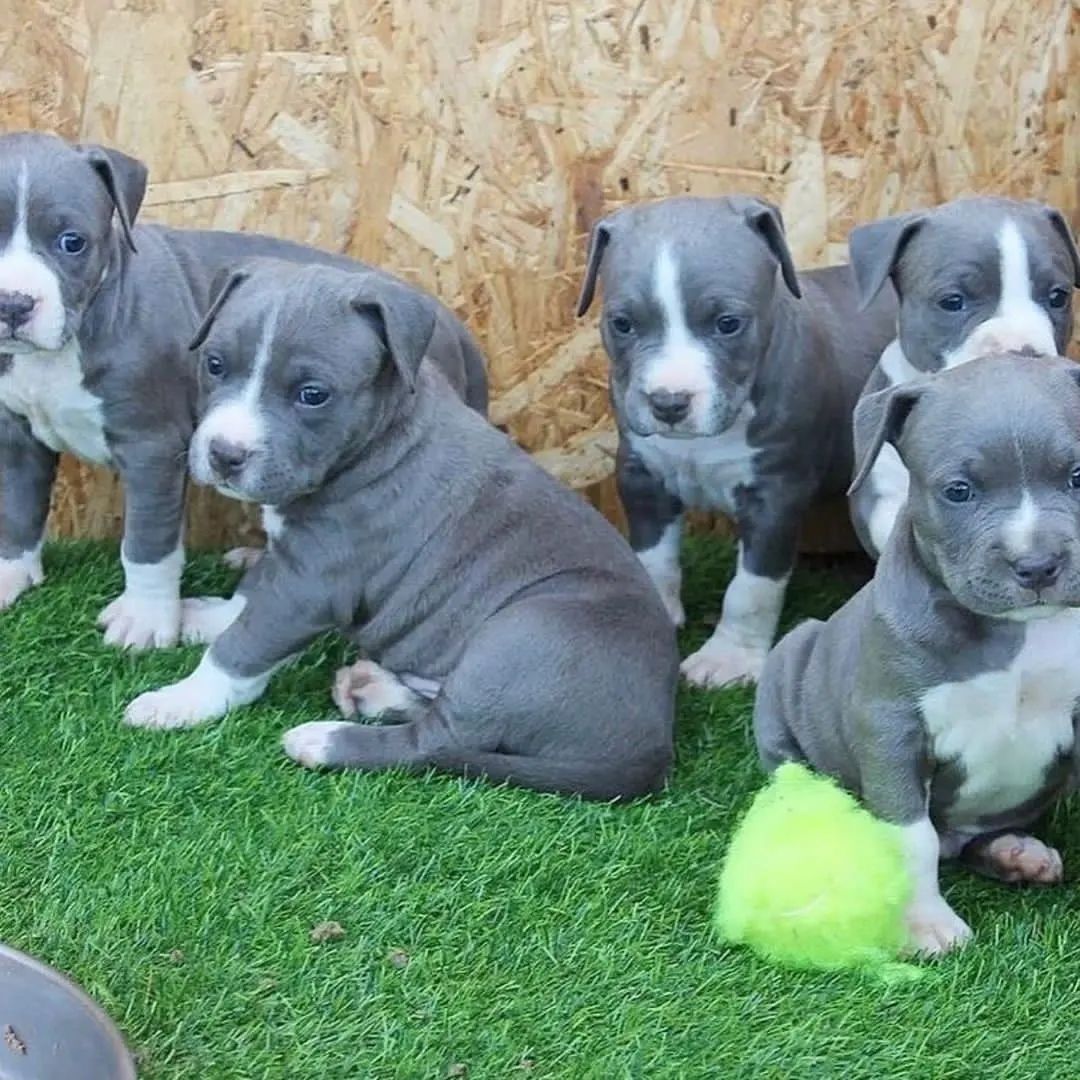 Pitbull Terrier Welpen