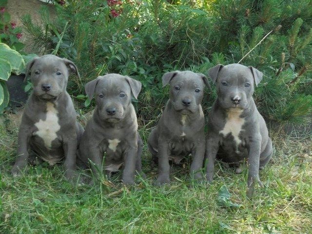 American Pit Bull Welpen Blueline