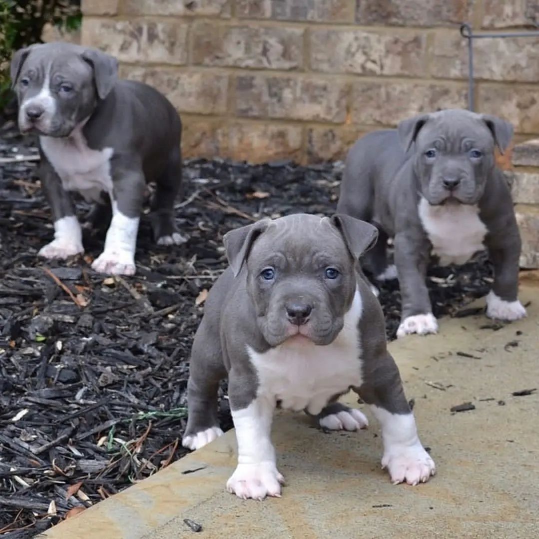 American PitBull Terrier