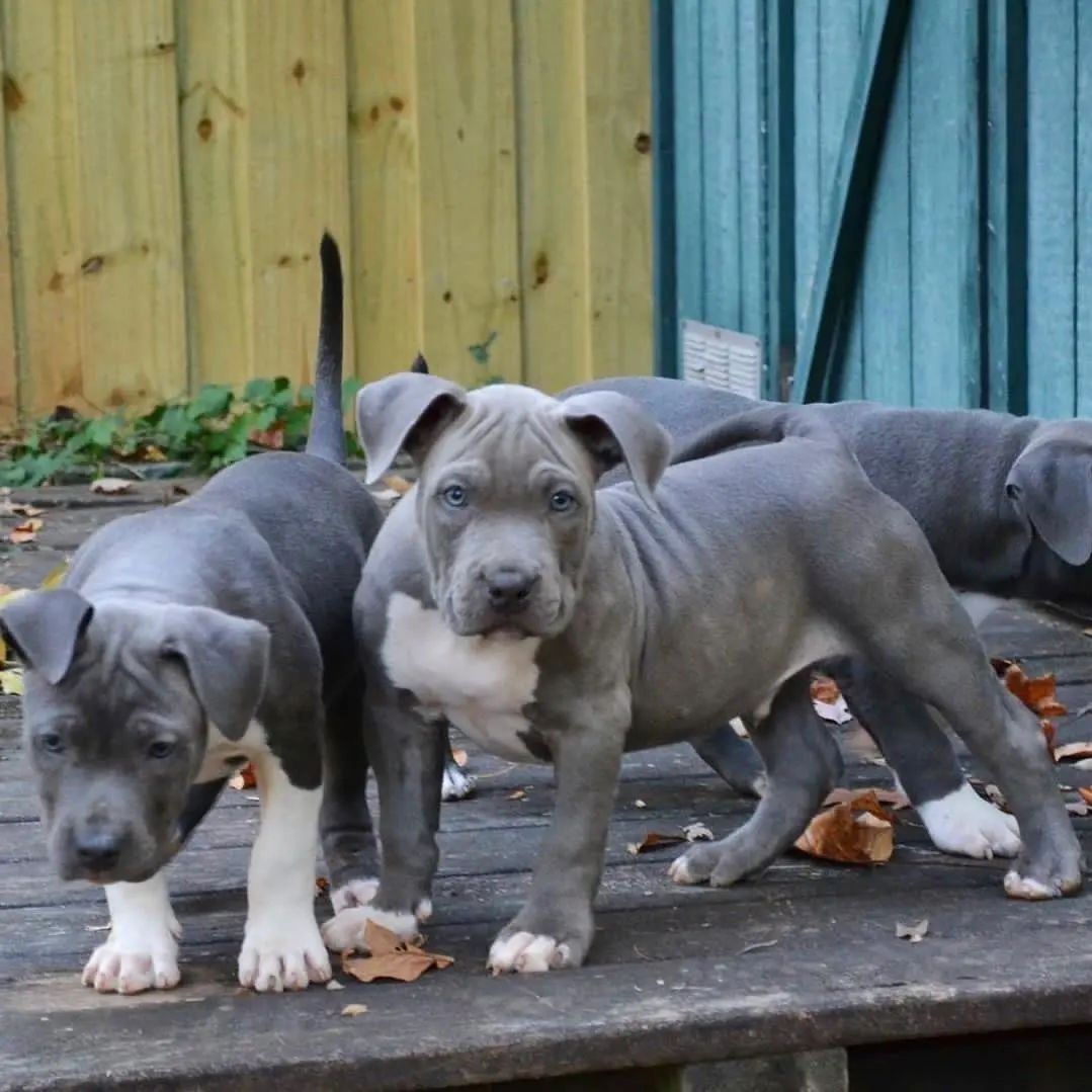 Pitbull Blueline-Welpe Pitbull Blueline-Welpe
