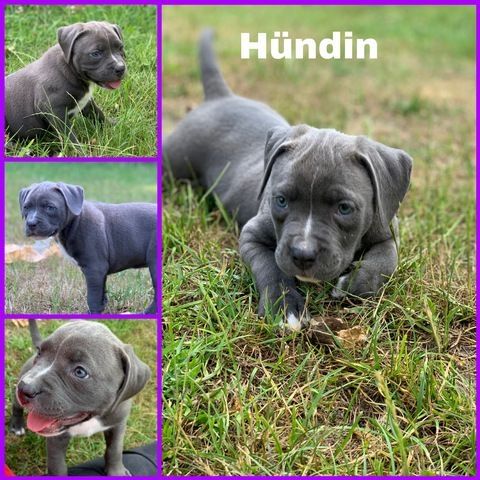 Pitbull Terrier Welpen