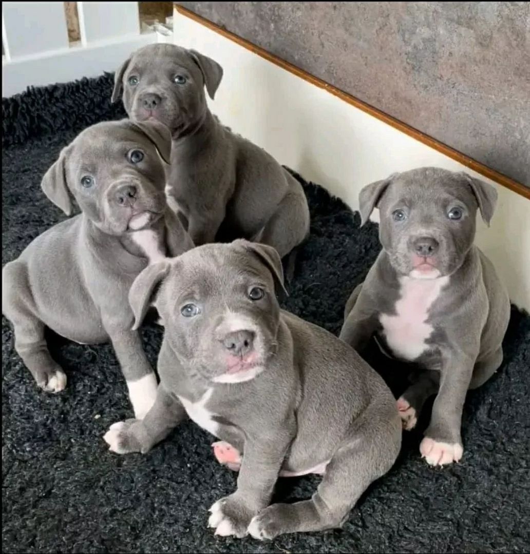 Pitbull Terrier Welpen!! Pitbull Terrier Welpen!!
