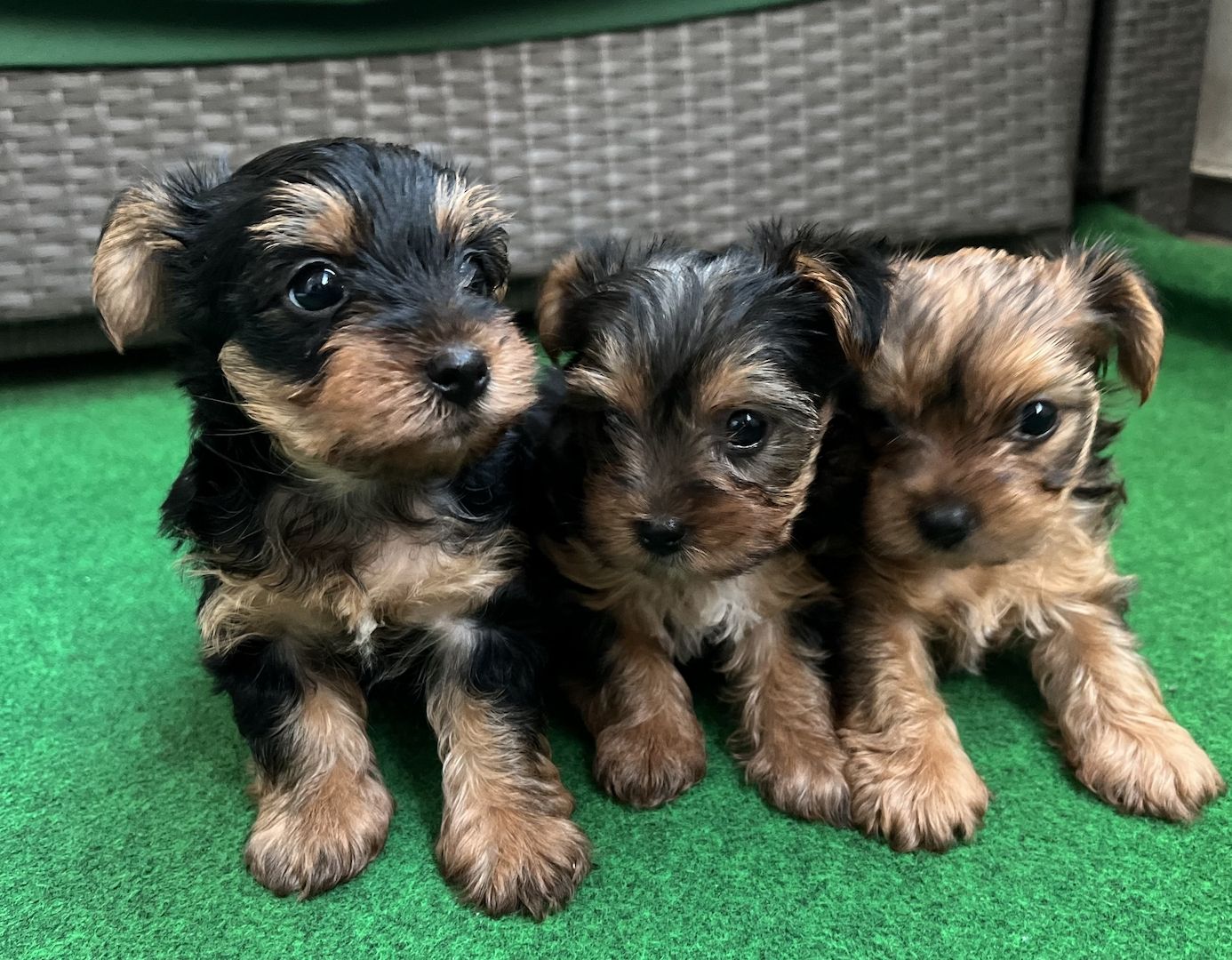 Yorkshire, Terrier Welpen