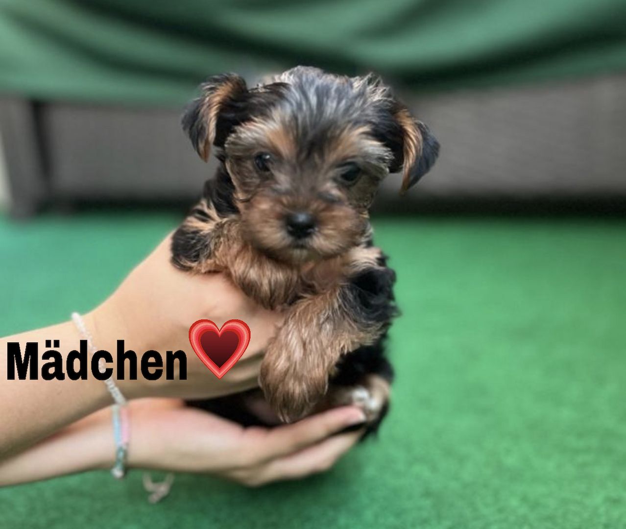 Yorkshire, Terrier Welpen