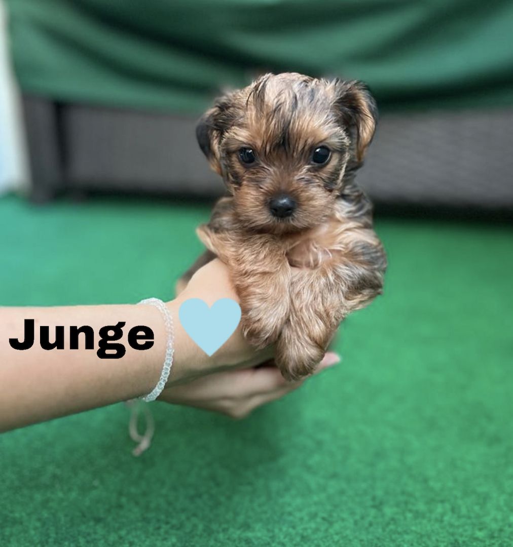 Yorkshire, Terrier Welpen