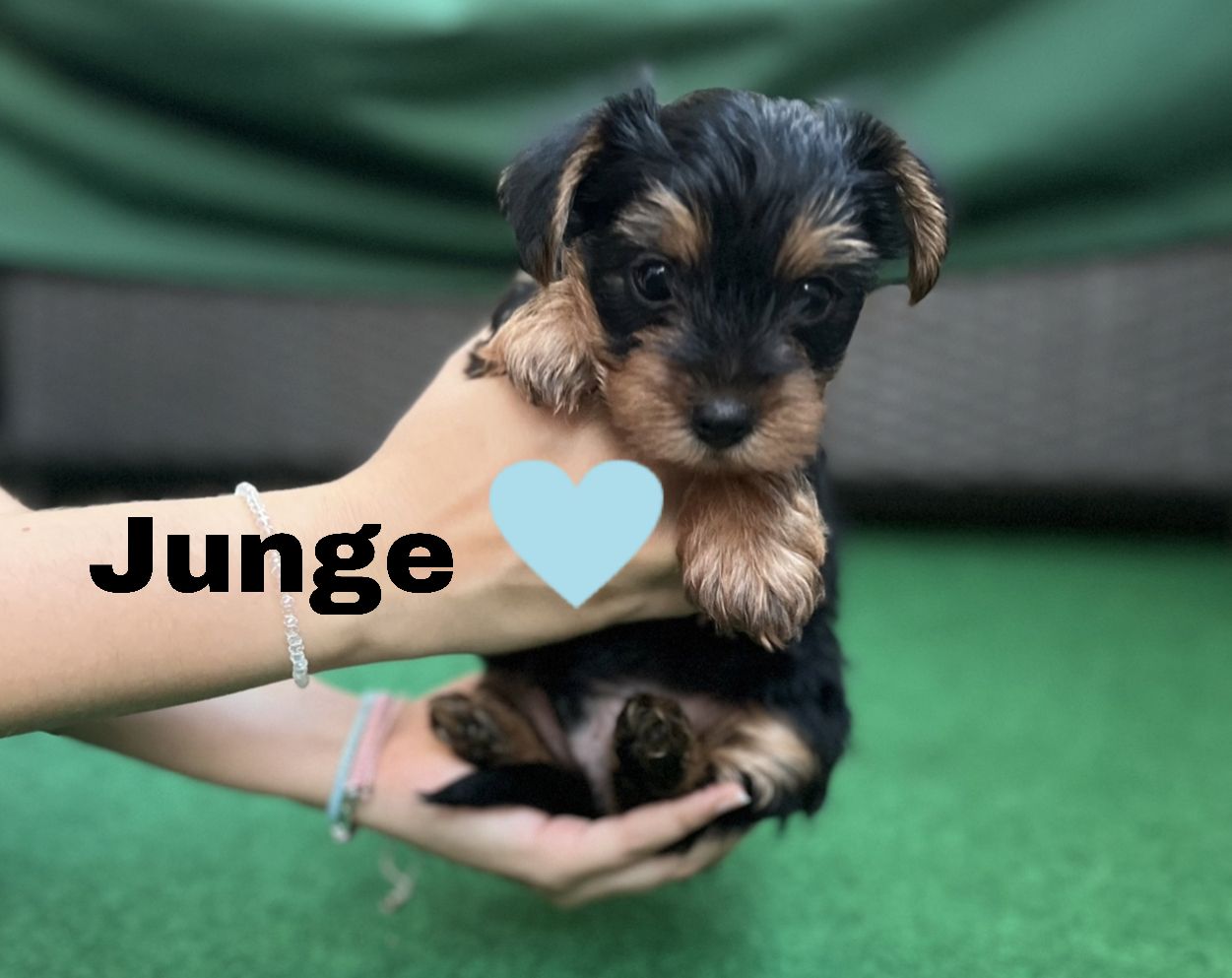 Yorkshire, Terrier Welpen