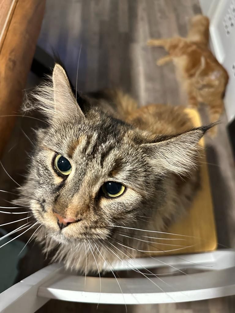 Main Coon Katzen zu verkaufen