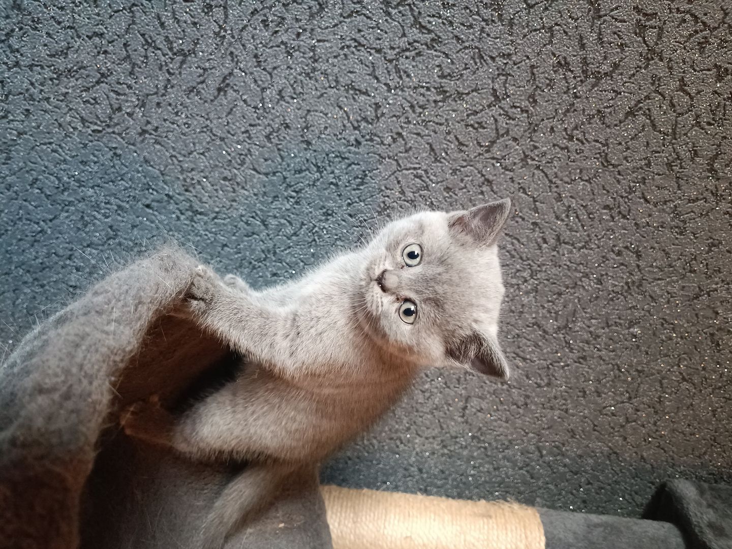 Britisch Kurzhaar Kitten