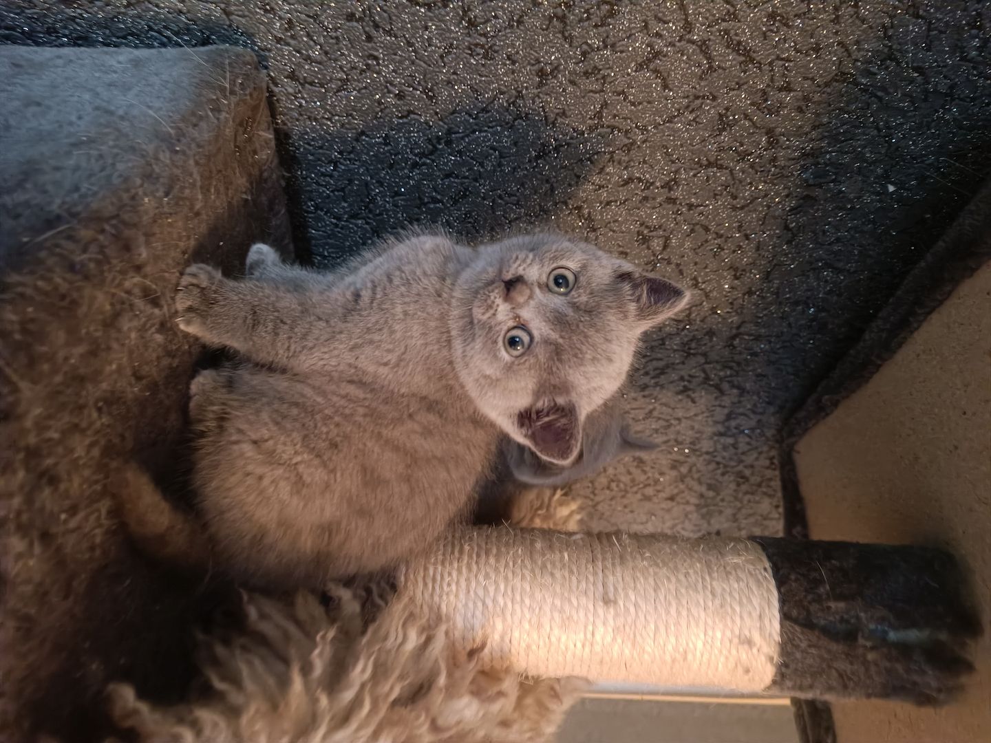 Britisch Kurzhaar Kitten