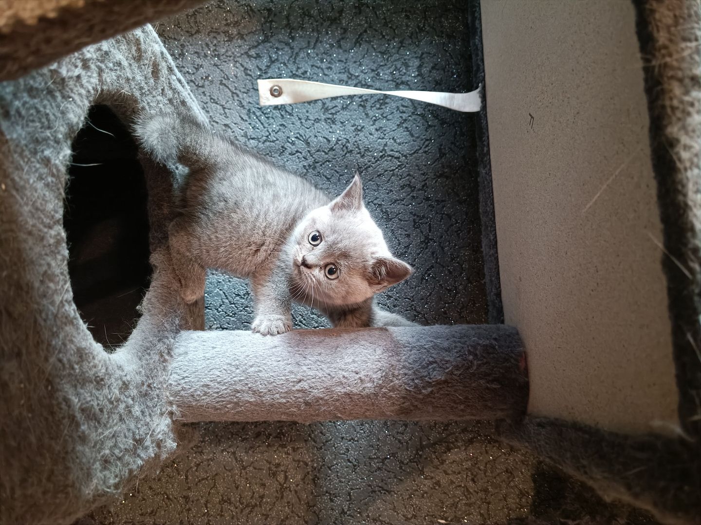 Britisch Kurzhaar Kitten