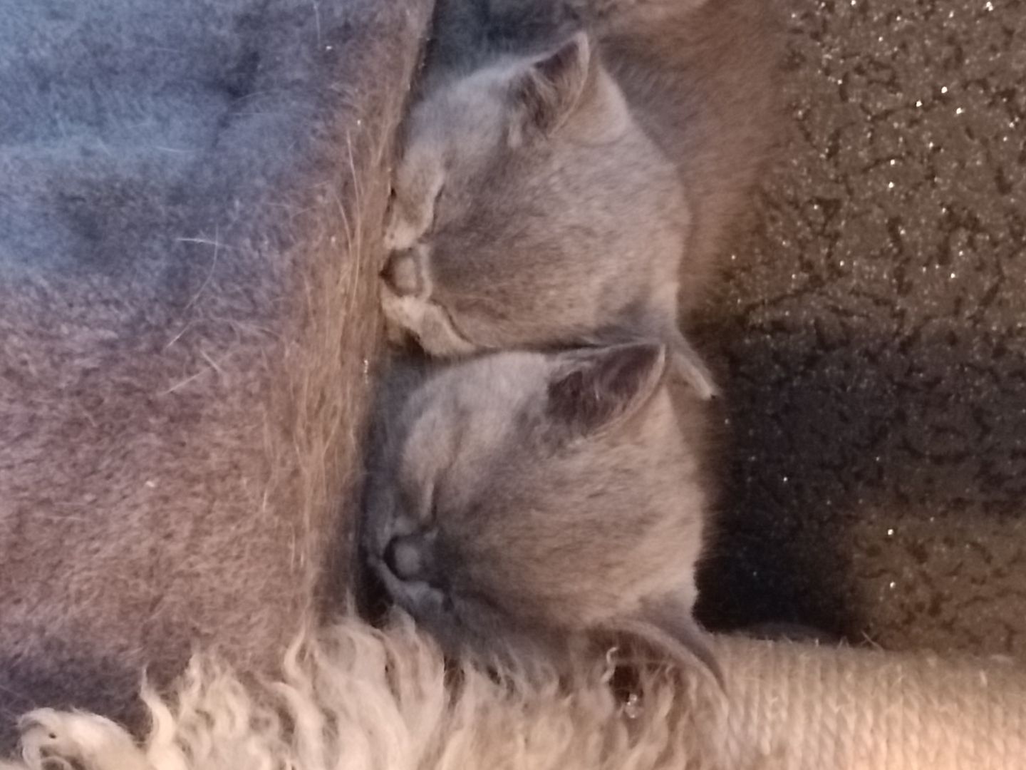 Britisch Kurzhaar Kitten