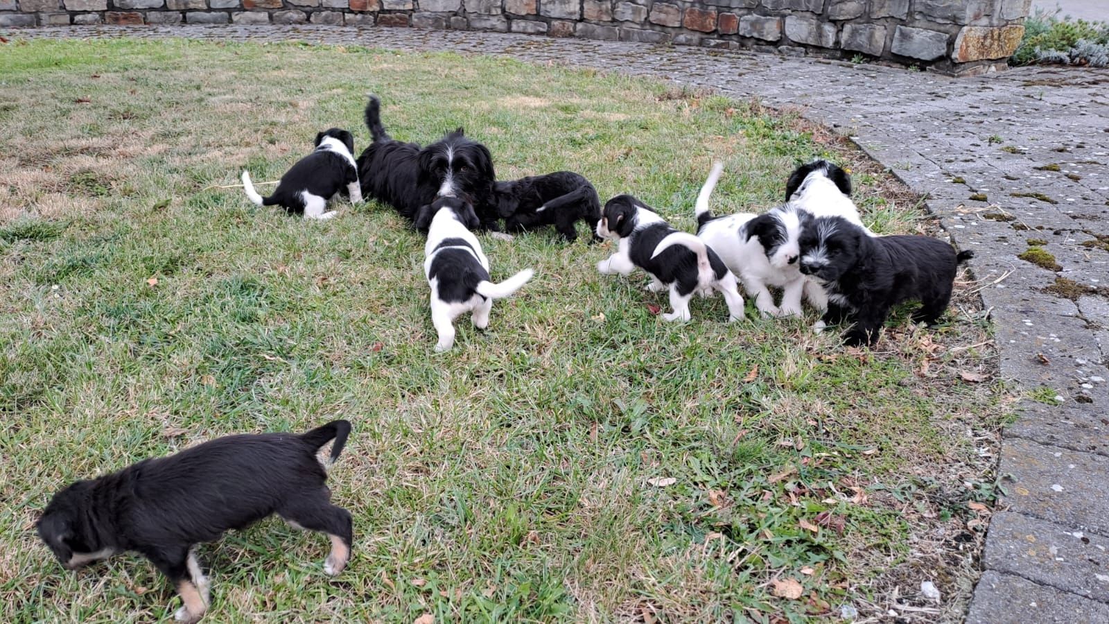 Wir suchen ein neues Zuhause