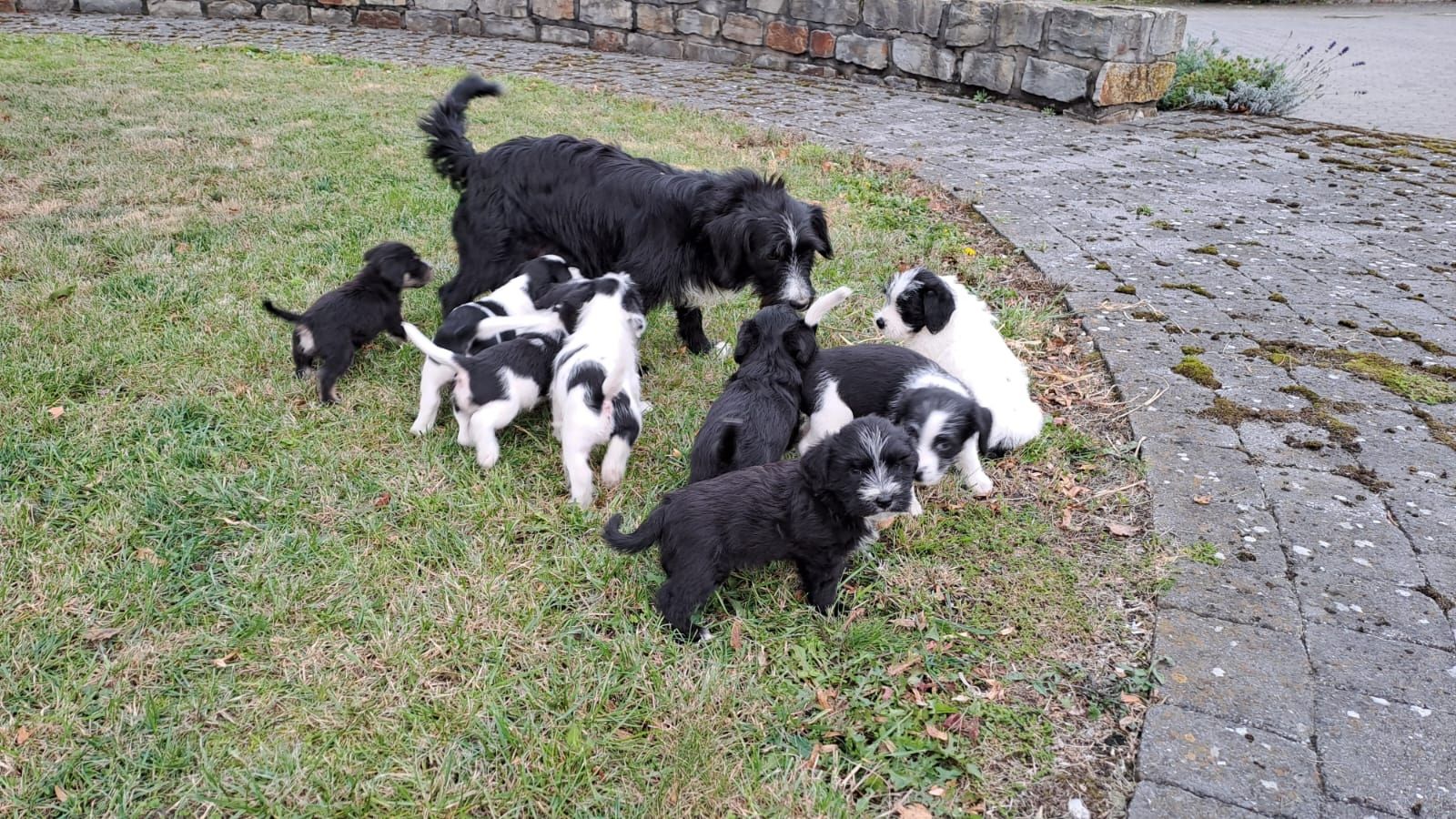 Wir suchen ein neues Zuhause