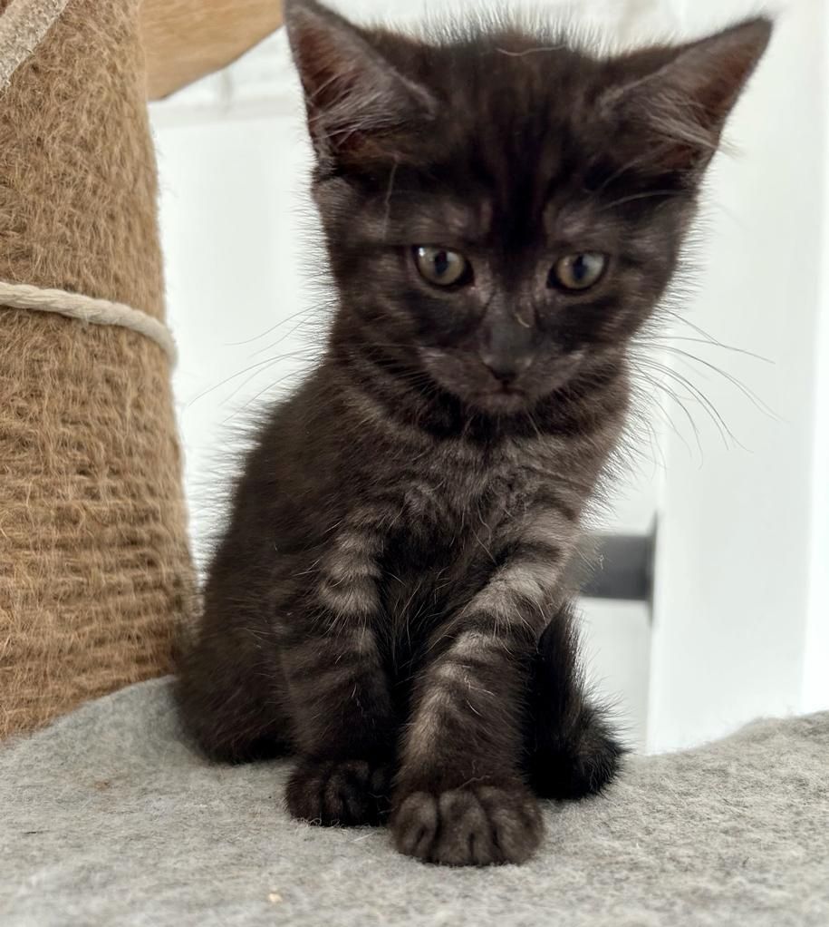 BKH/EKH Mix Kitten abzugeben