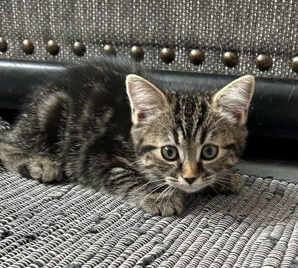 BKH/EKH Mix Kitten abzugeben