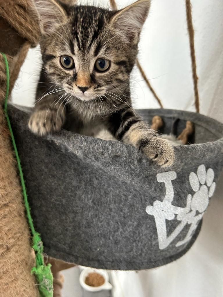 BKH/EKH Mix Kitten abzugeben