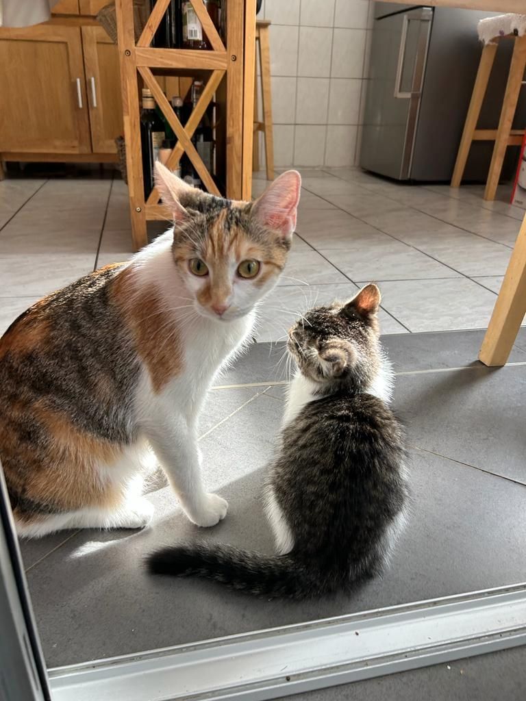 BKH/EKH Mix Kitten abzugeben