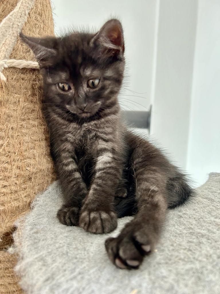 BKH/EKH Mix Kitten abzugeben