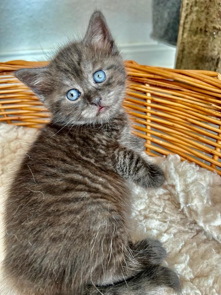 BKH/EKH Mix Kitten abzugeben