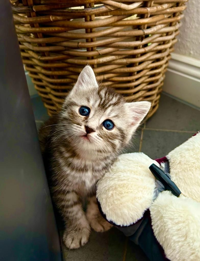 BKH/EKH Mix Kitten abzugeben