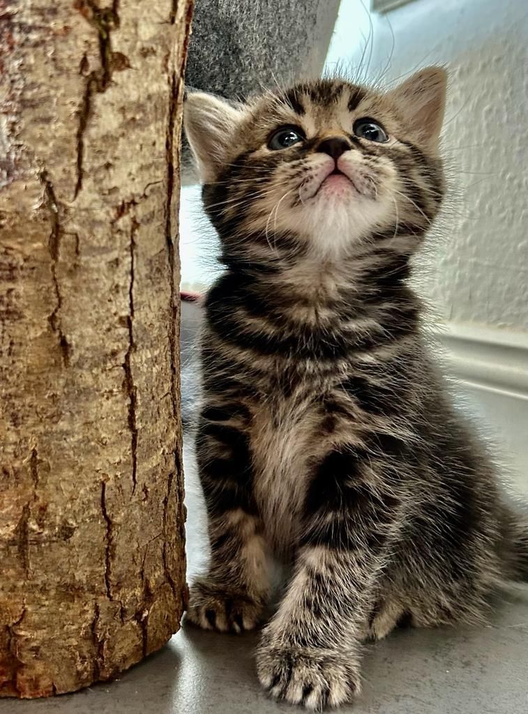 BKH/EKH Mix Kitten abzugeben