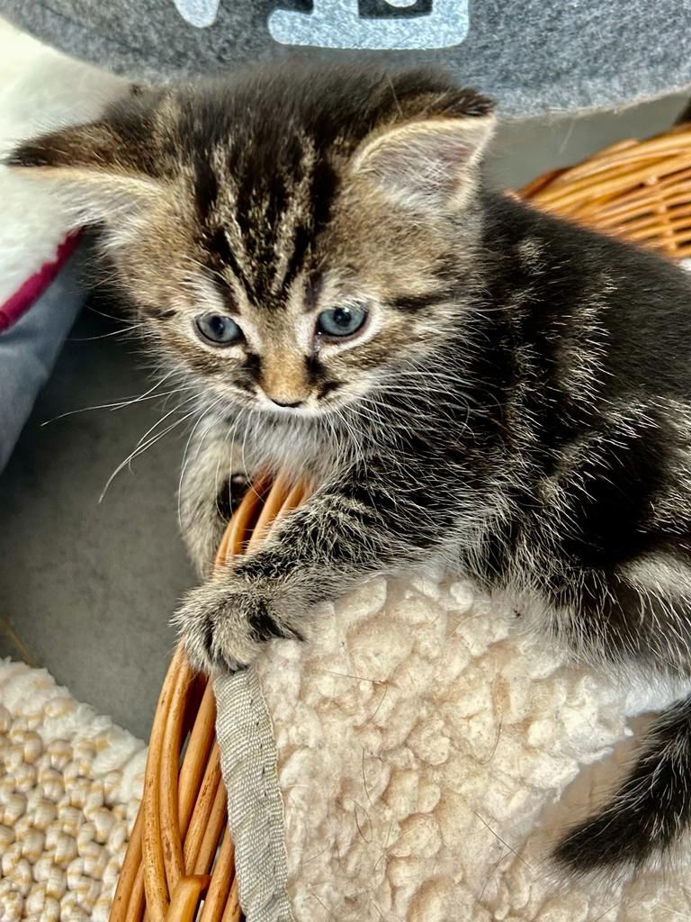 BKH/EKH Mix Kitten abzugeben