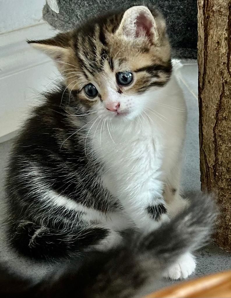 BKH/EKH Mix Kitten abzugeben