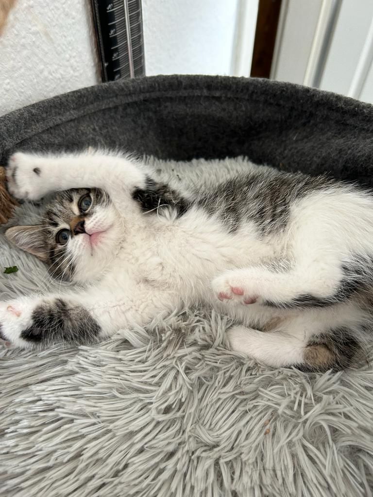 BKH/EKH Mix Kitten abzugeben