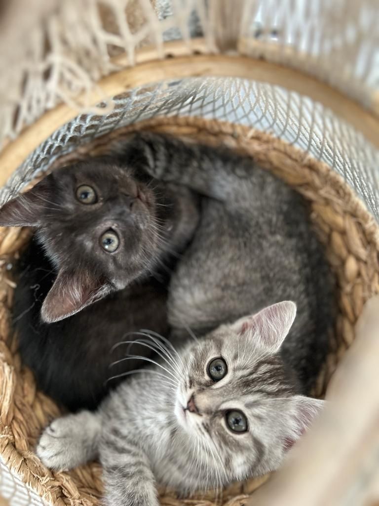 BKH/EKH Mix Kitten abzugeben