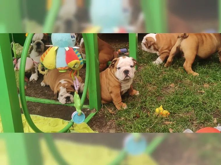 Englische Bulldogge welpen 14 Wochen alt. Englische Bulldogge welpen 14 Wochen alt.