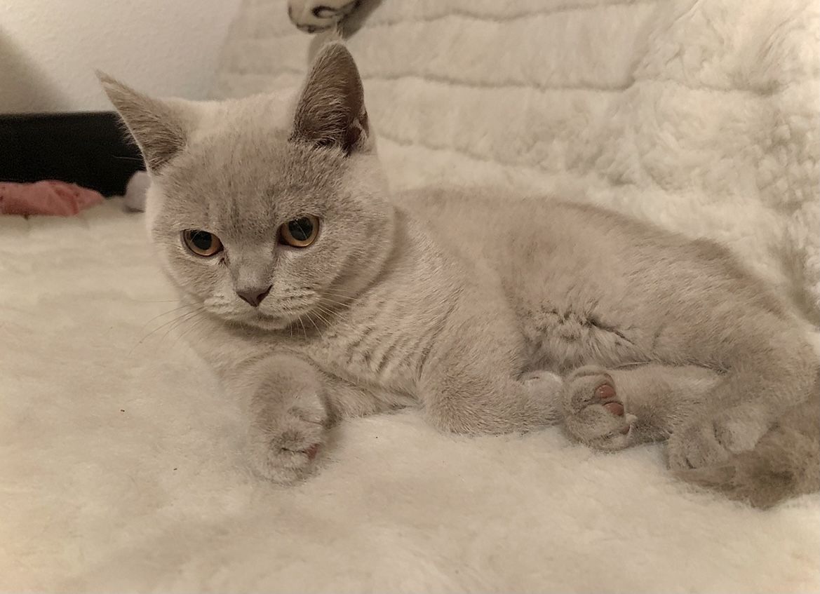 BKH Kitten Britisch Kurzhaar Katze Kater Kätzchen Blau Grau Beige Creme