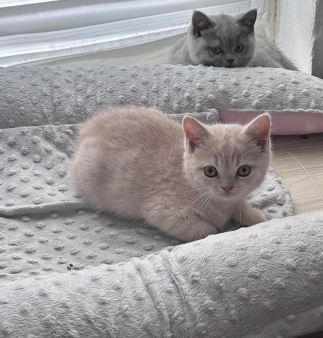 BKH Kitten Britisch Kurzhaar Katze Kater Kätzchen Blau Grau Beige Creme