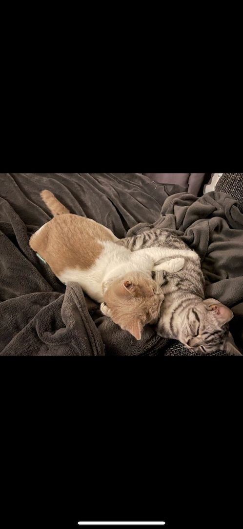 BKH Kater ab 16.11. abzugeben