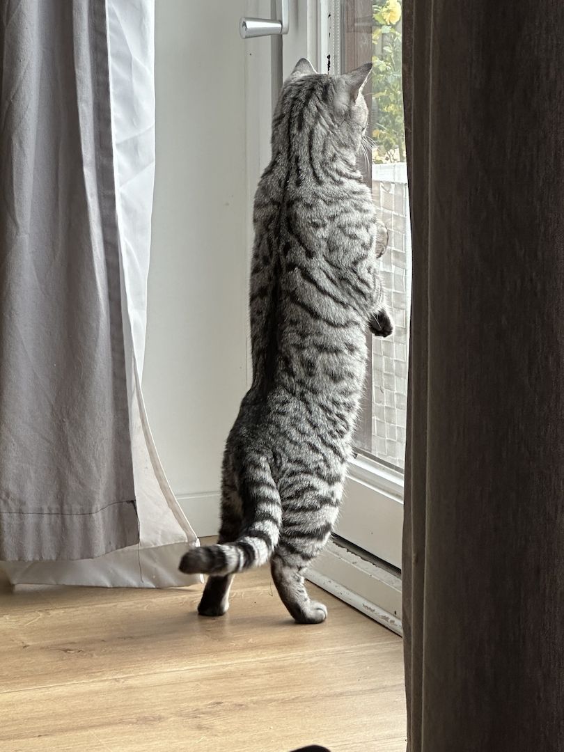 BKH Kater ab 16.11. abzugeben