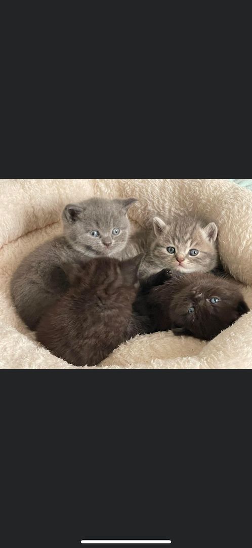 BKH Kater ab 16.11. abzugeben