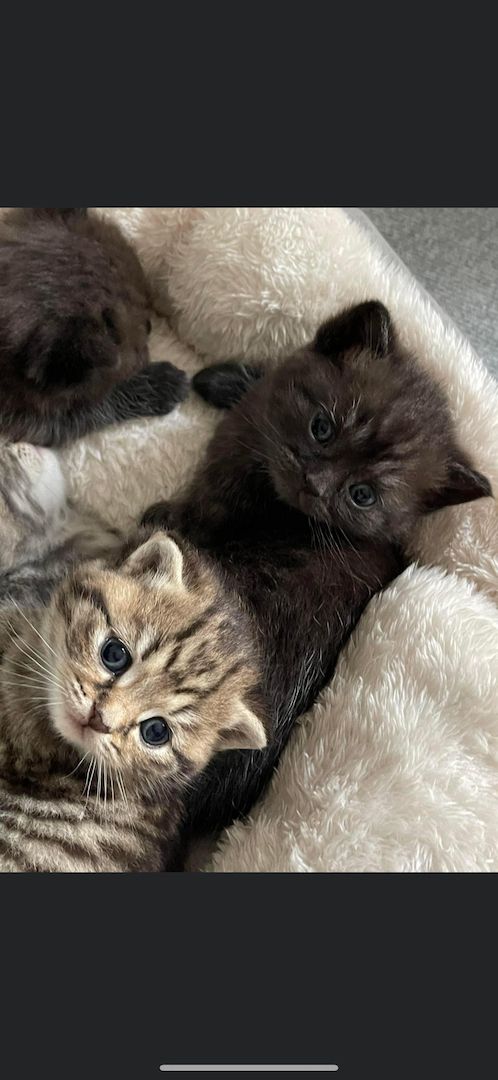 BKH Kater ab 16.11. abzugeben