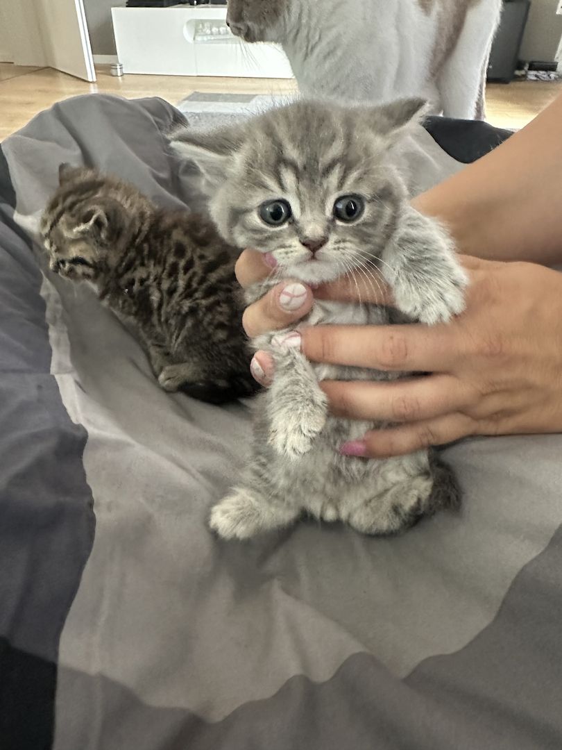 BKH Kater ab 16.11. abzugeben