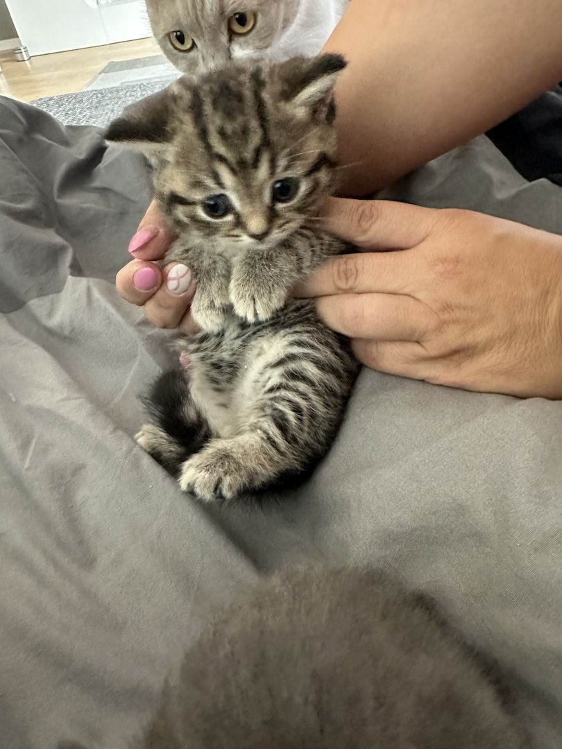 BKH Kater ab 16.11. abzugeben