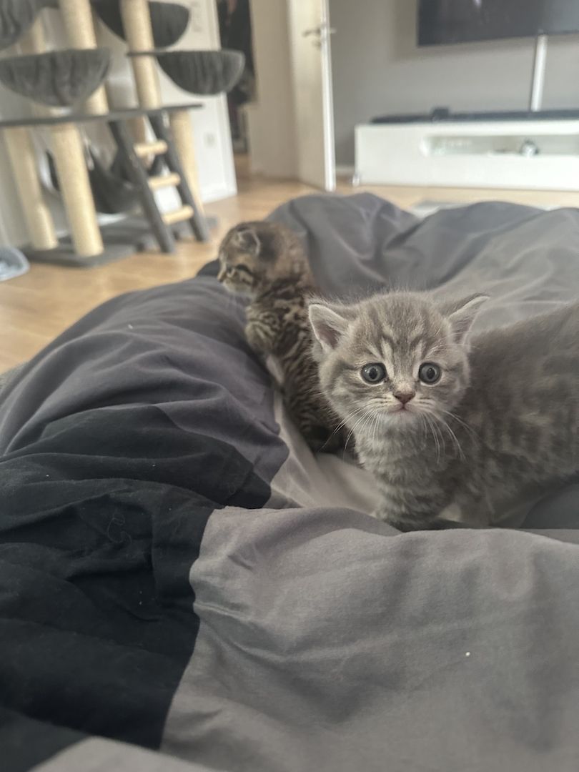 BKH Kater ab 16.11. abzugeben