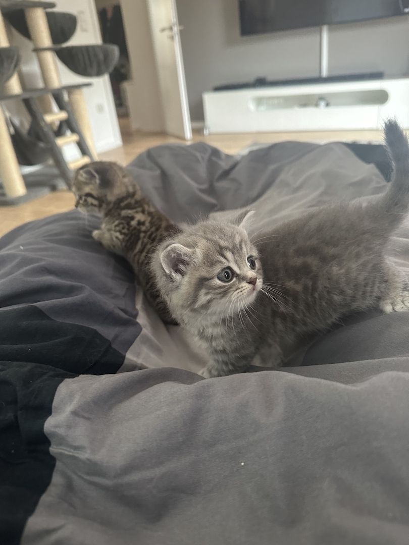 BKH Kater ab 16.11. abzugeben