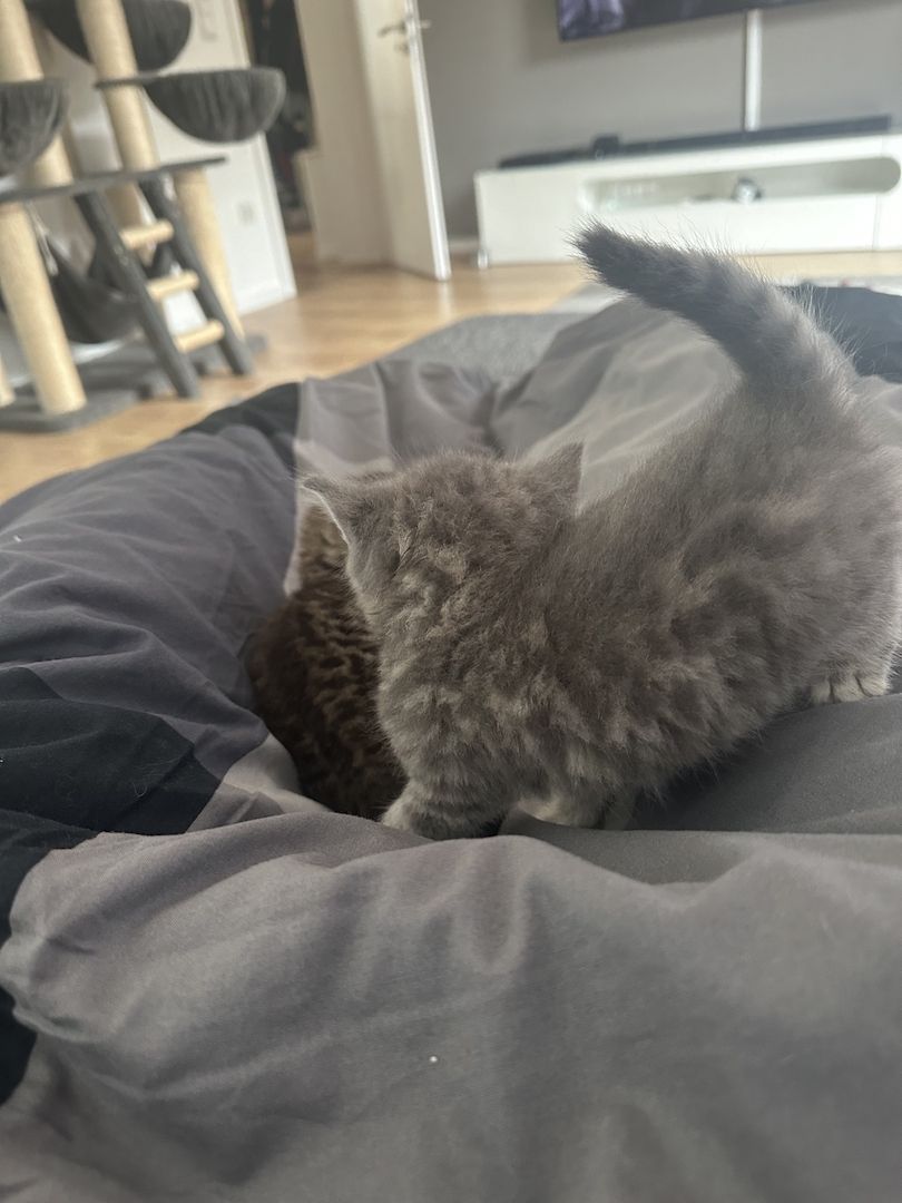 BKH Kater ab 16.11. abzugeben