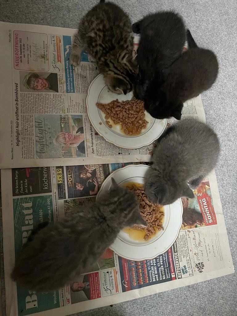 BKH Kater ab 16.11. abzugeben