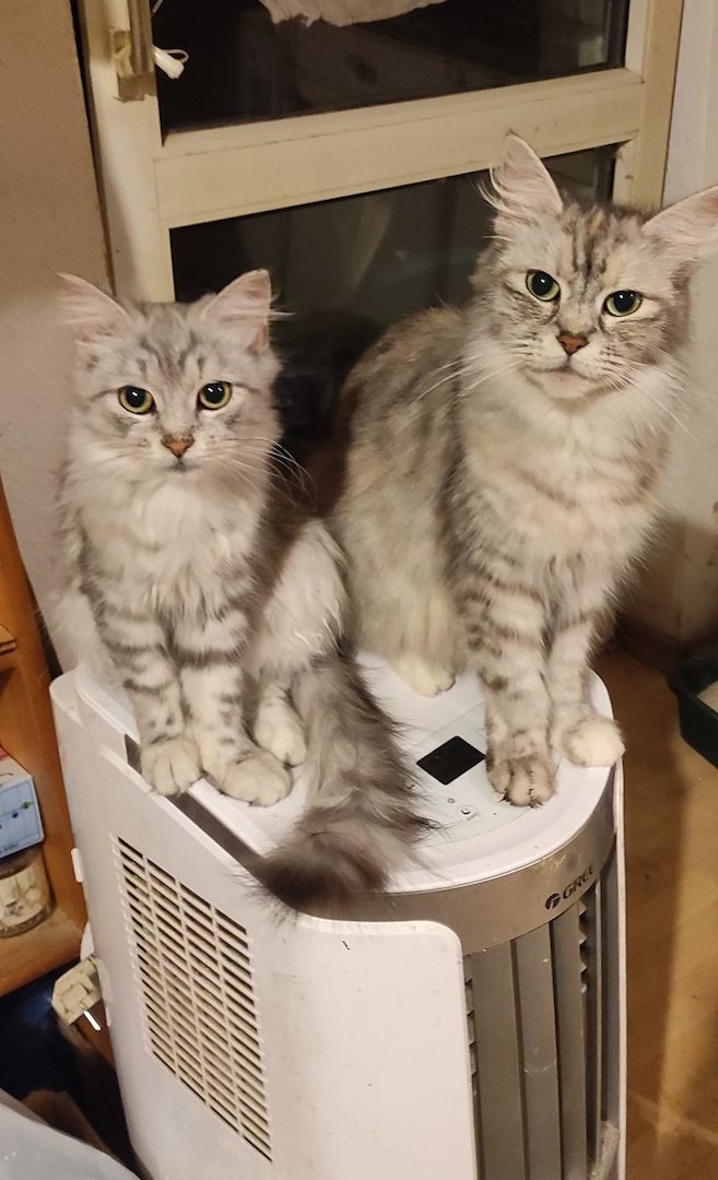 Maine Coon Mix Mädel