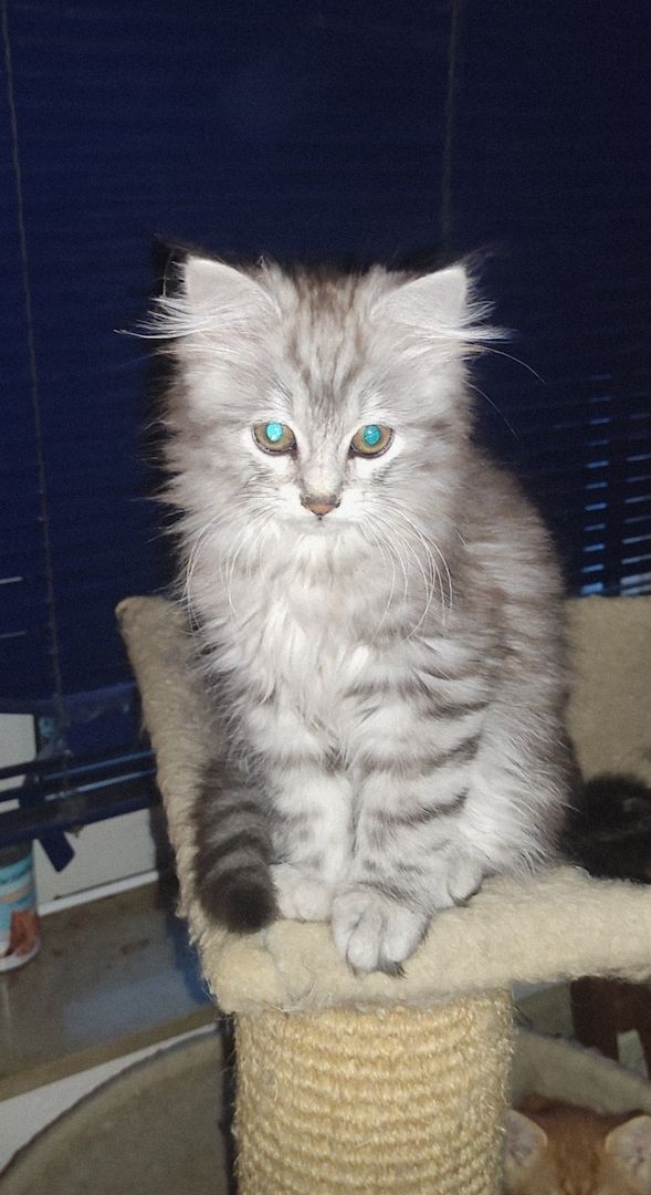 Maine Coon Mix Mädel