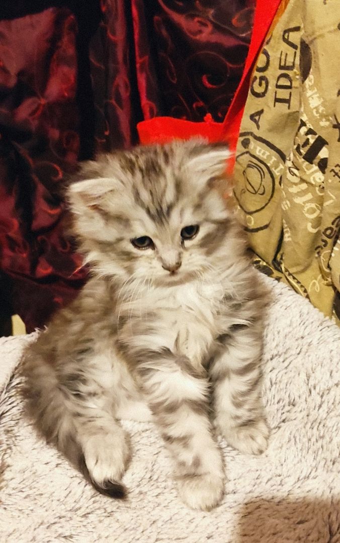 Maine Coon Mix Mädel