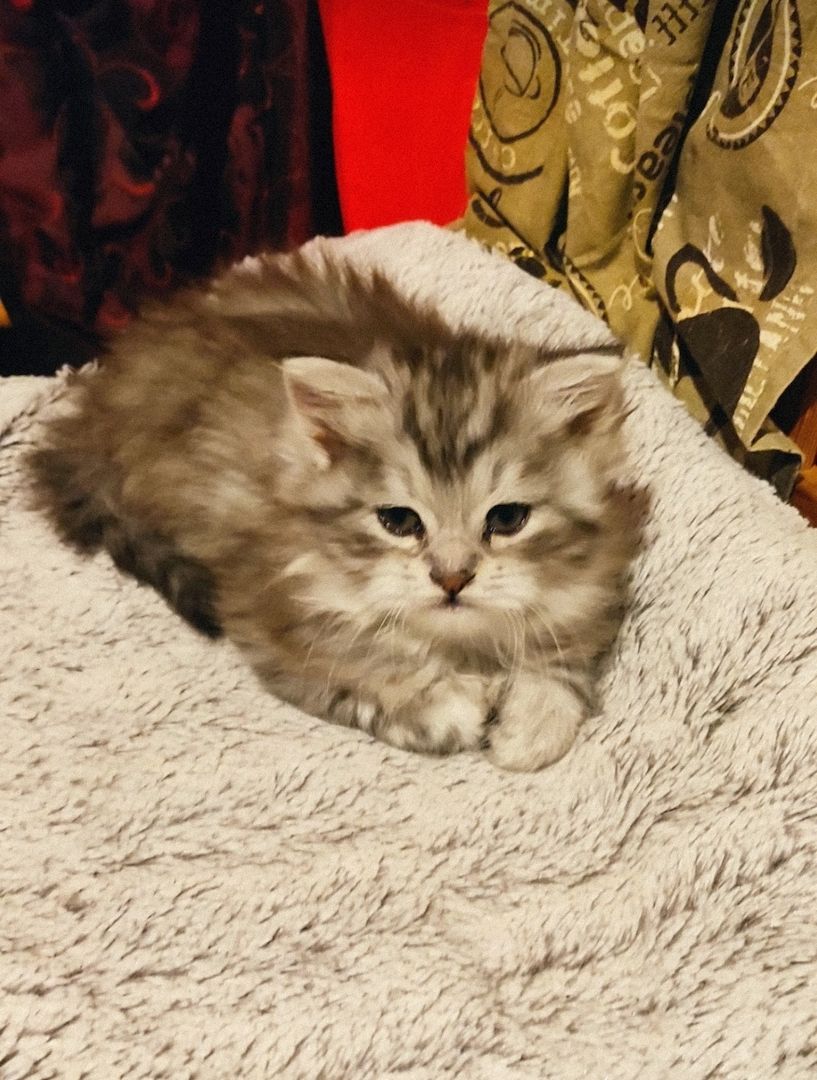 Maine Coon Mix Mädel