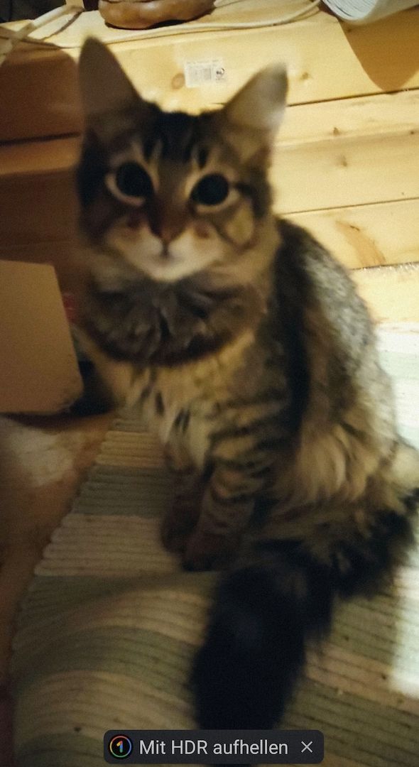 Zwei Maine Coon Mix Ladies Zwei Maine Coon Mix Ladies