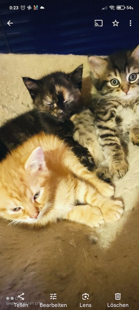 Zwei Maine Coon Mix Ladies Zwei Maine Coon Mix Ladies