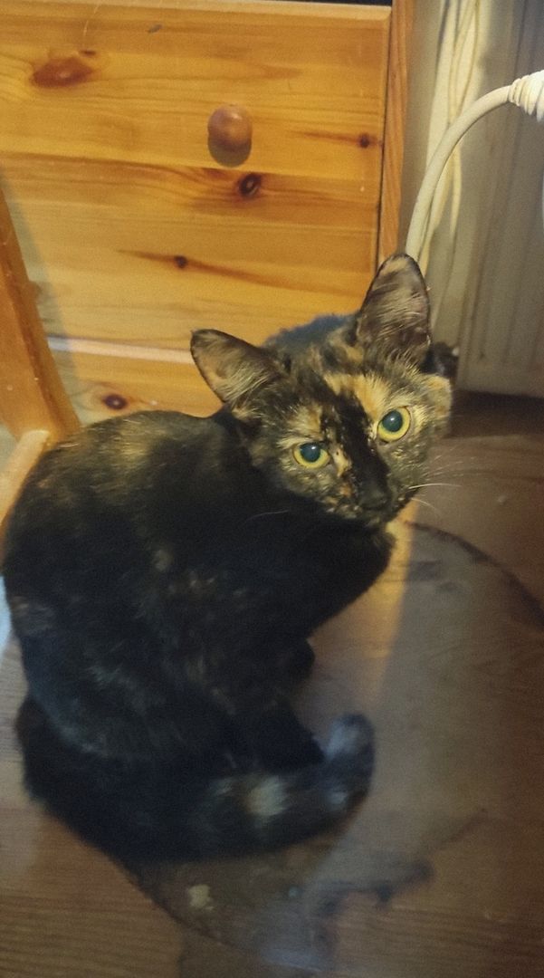 Zwei Maine Coon Mix Ladies Zwei Maine Coon Mix Ladies