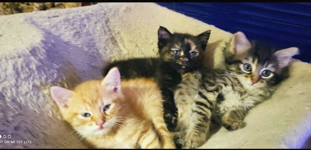 Zwei Maine Coon Mix Ladies Zwei Maine Coon Mix Ladies